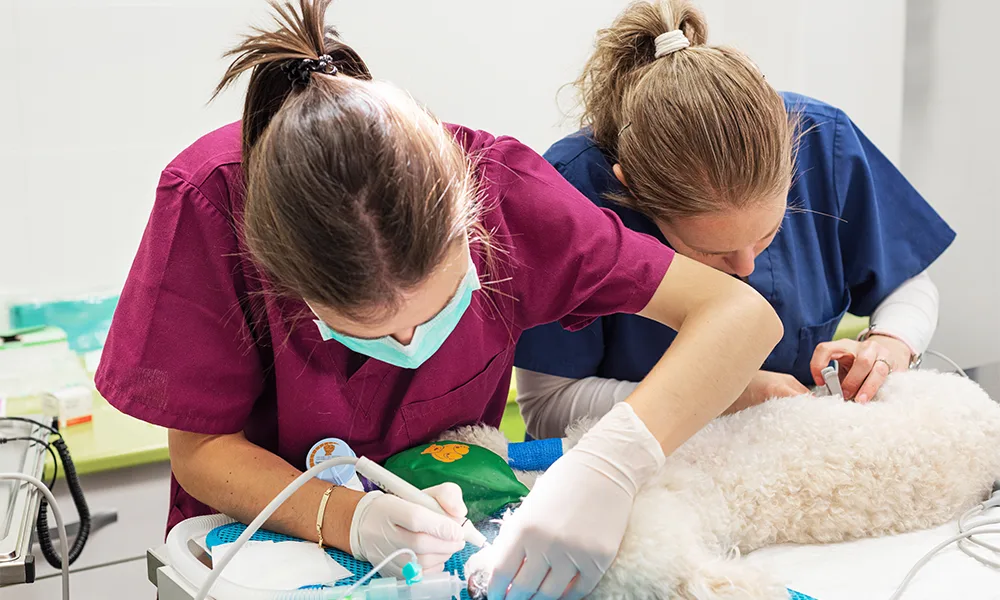 Introduction to Veterinary Nursing Level 3